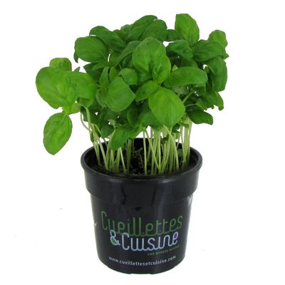 Les Paysans Bio Basilic biologique, 1 pot