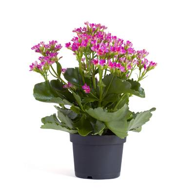 Fleur Kalanchoe rose, 1 pot (Hauteur : 30 cm)