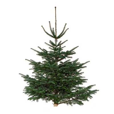 2050000231315 - Truffaut - Sapin Nordmann 175/200 cm naturel