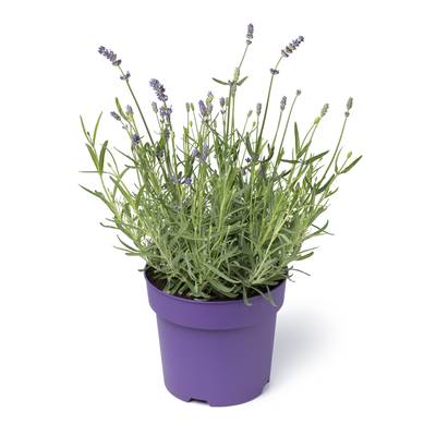Lavande, 1 pot