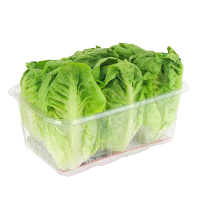 8437005431805 - - Salade Sucrine