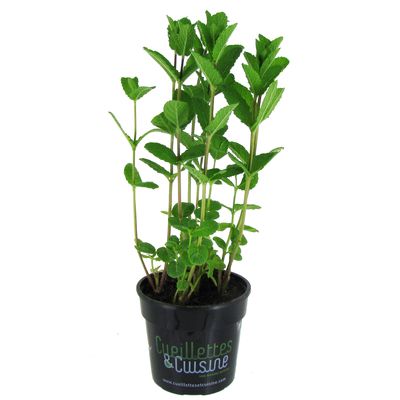 Les Paysans Bio Menthe biologique, 1 pot
