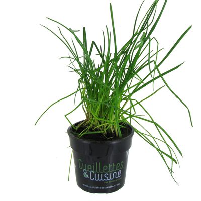 Les Paysans Bio Ciboulette biologique, 1 pot