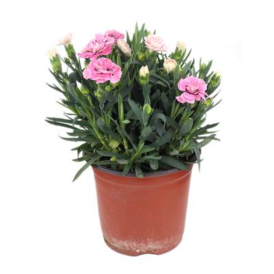 Oeillet de Poète, 1 pot