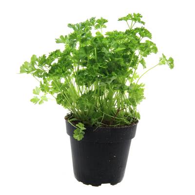 Les Paysans Bio Persil frisé biologique, 1 pot