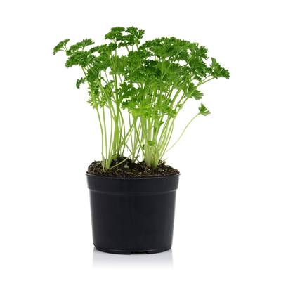 Les Paysans Bio Persil frisé biologique, 1 pot