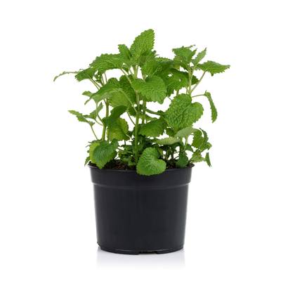 Les Paysans Bio Menthe biologique, 1 pot