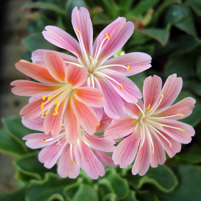 3423072023963 - Truffaut - Lewisia hybride