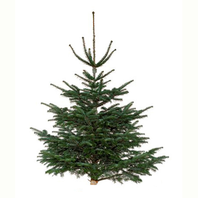 2000000771274 - Naudet - Pépinières - Sapin sur pied Nordmann Naturel