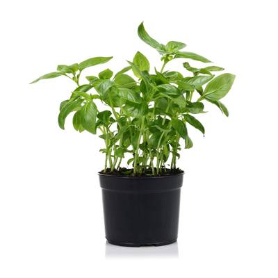 Les Paysans Bio Basilic biologique, 1 pot
