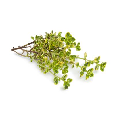 Thym Citron, Sachet de 30g