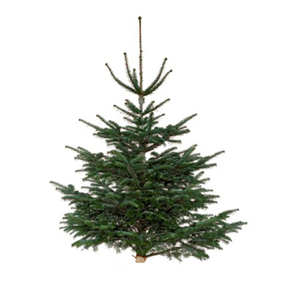 2050000231292 - Truffaut - Sapin Nordmann 125/150 cm naturel