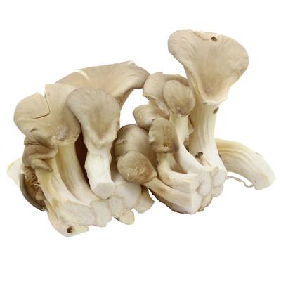Champignon Pleurote, Barquette de 200g