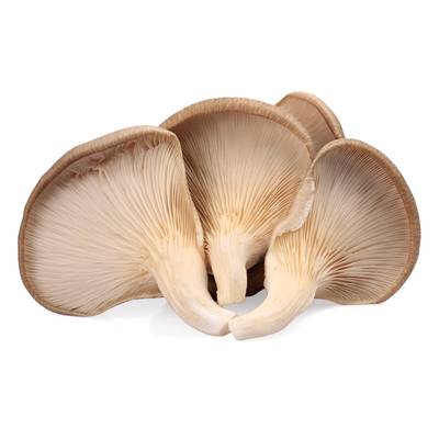 Champignon Pleurote, Barquette de 200g