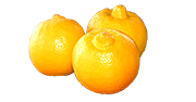 Le Citron bergamote