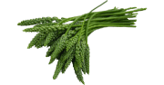 asperge des bois