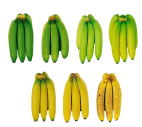 La maturité des bananes