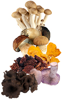 TOUT CONNAITRE SUR LES CHAMPIGNONS