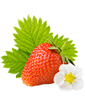 CE QU'IL FAUT SAVOIR SUR LA FRAISE