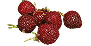 La fraise noire Nerina