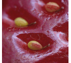 La fraise est un faux fruit