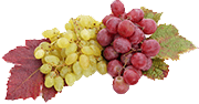 Le raisin Apyrène